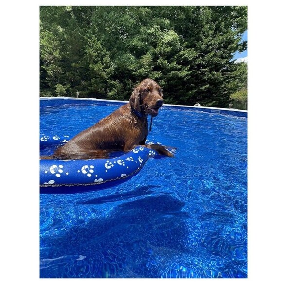 Dog Pool Float Inflatable Dog Floats for Pool Dog Floaties Swimming Pool Floa... - Picture 5 of 6